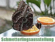 Botanischer Garten München-Nymphenburg. Tropische Schmetterlinge - Sonderausstellung: Lebende exotische Schmetterlinge im Wasserpflanzenhaus (Foto: Ingrid Grossmann)